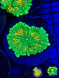 Bright Neon Green Mushroom