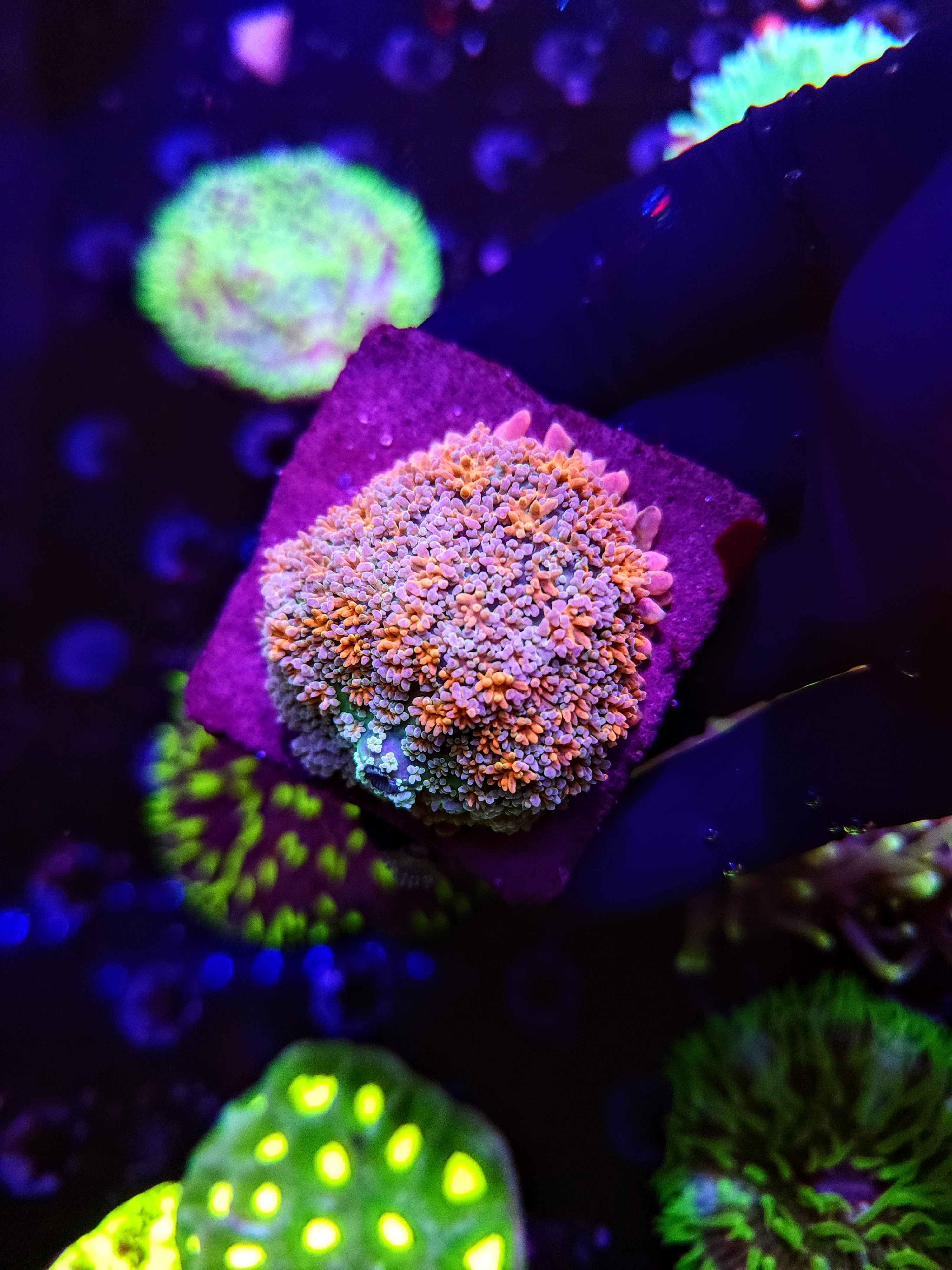 BRIDE OF FRANKENSTEIN PIN CUSHION Rhodactis MUSHROOM