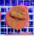 Ultra Montipora