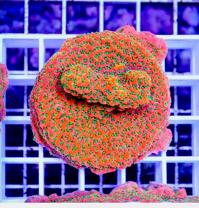 Ultra Montipora
