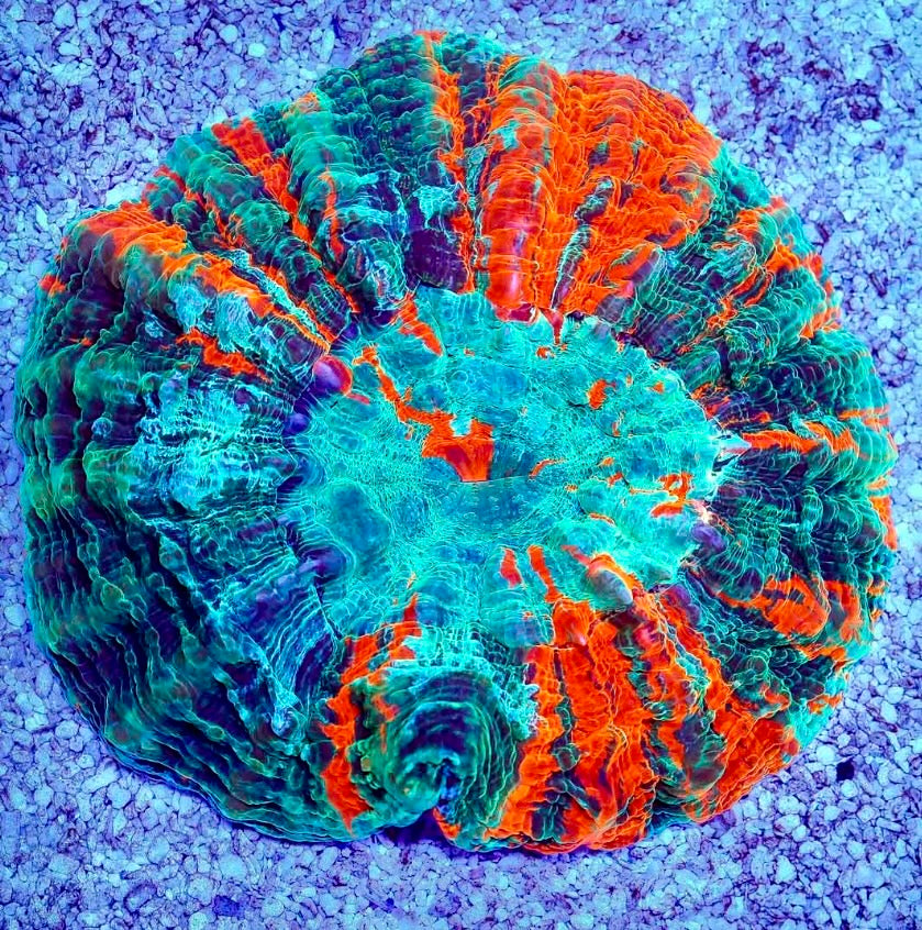 ULTRA AUSSIE RAINBOW ACANTHOPHYLLIA