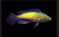 SUPER MALE RHOMBOID WRASSE