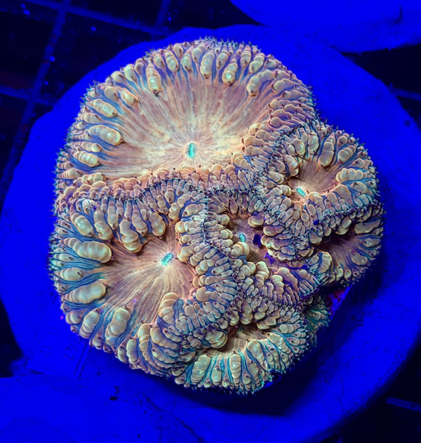 Ultra Bright Yellow/Orange Blasto