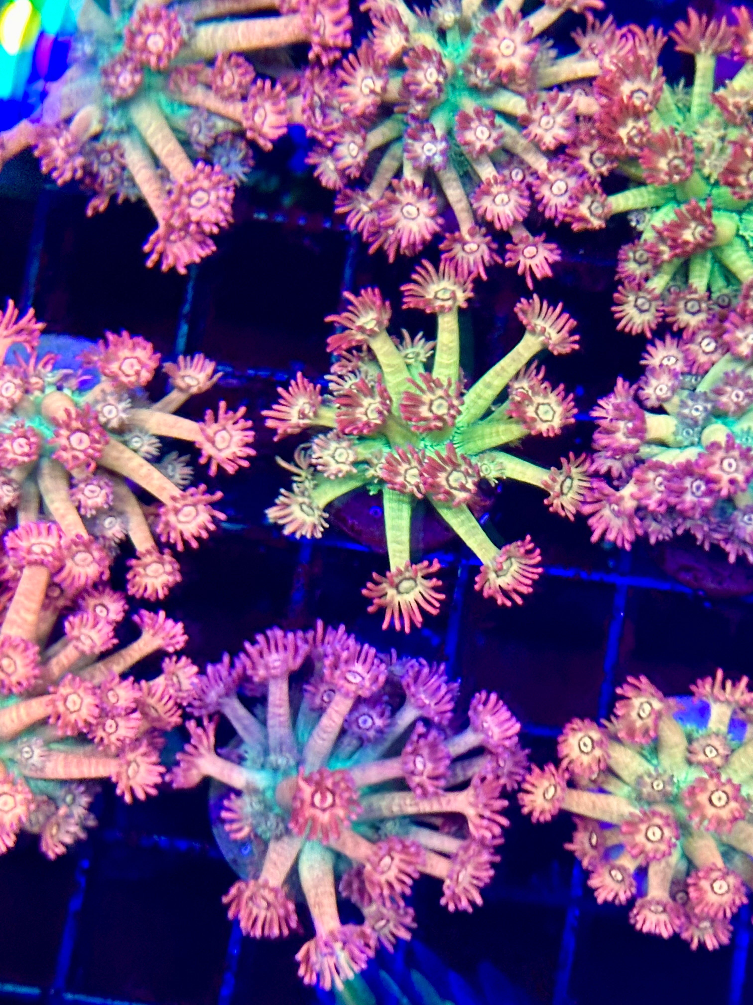 TREASURE CHEST GONI FRAG