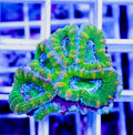 Ultra Aussie Hot Acan Lordhowensis