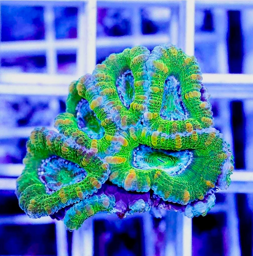 Ultra Aussie Hot Acan Lordhowensis