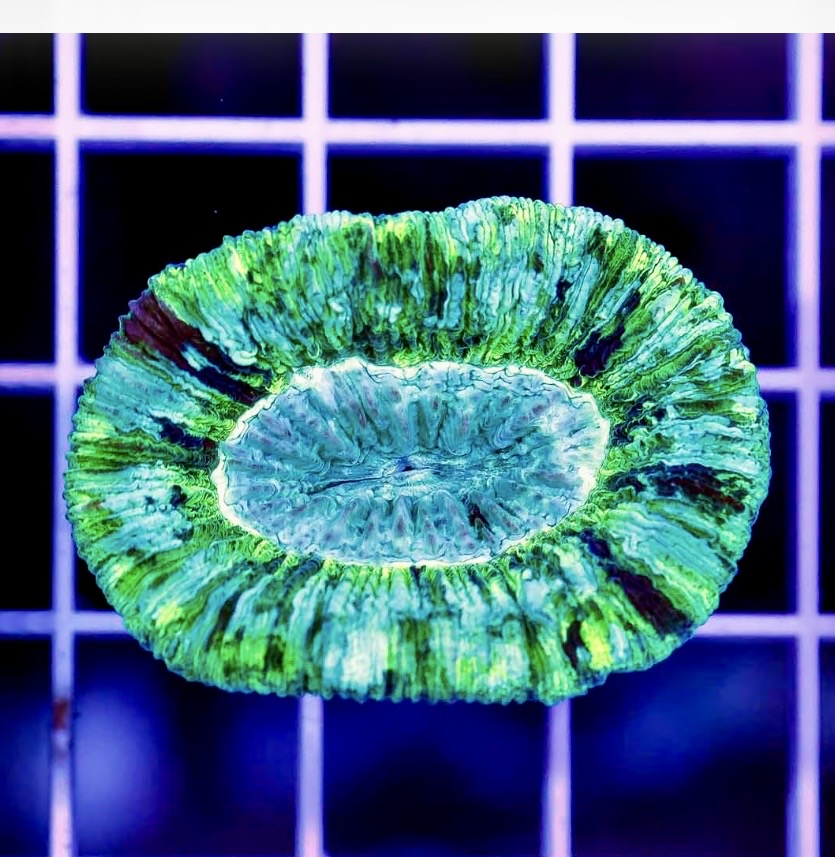 TOXIC AUSSIE TRACHYPHYLLIA