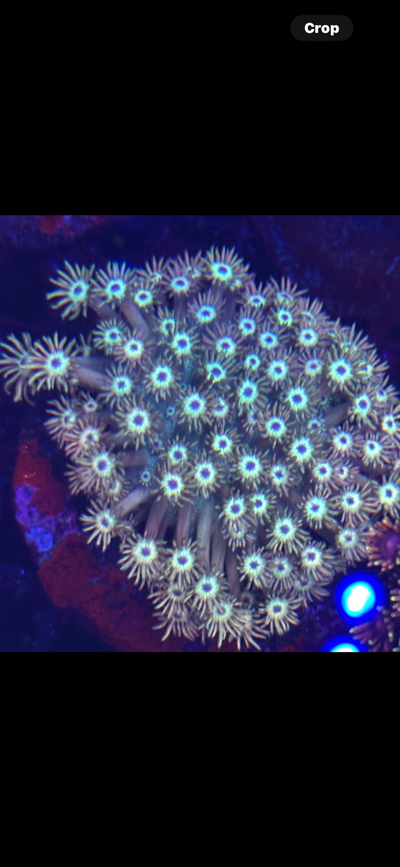 TCB SNAKE EYES Goniopora Colony