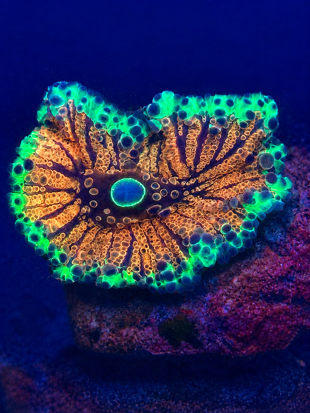 Bright Neon Yuma Mushroom
