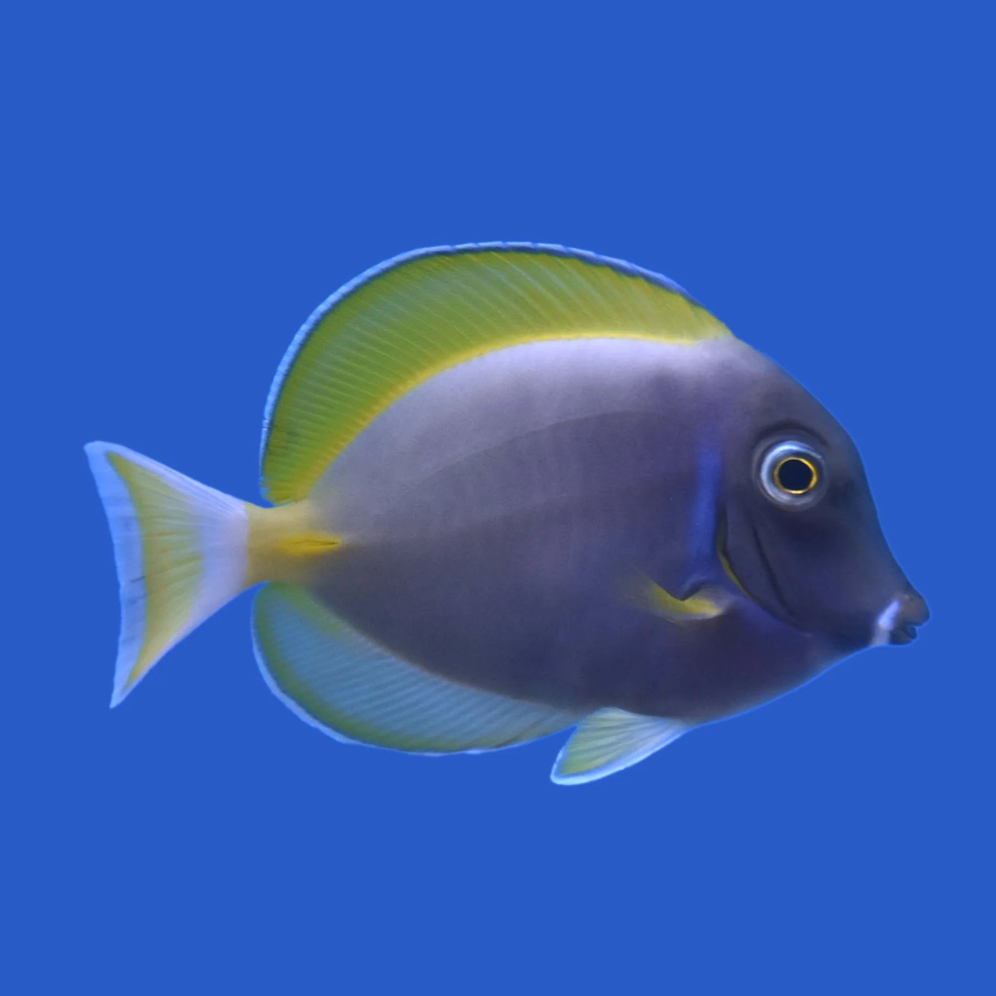 HYBRID POWDER BLUE TANG 4”