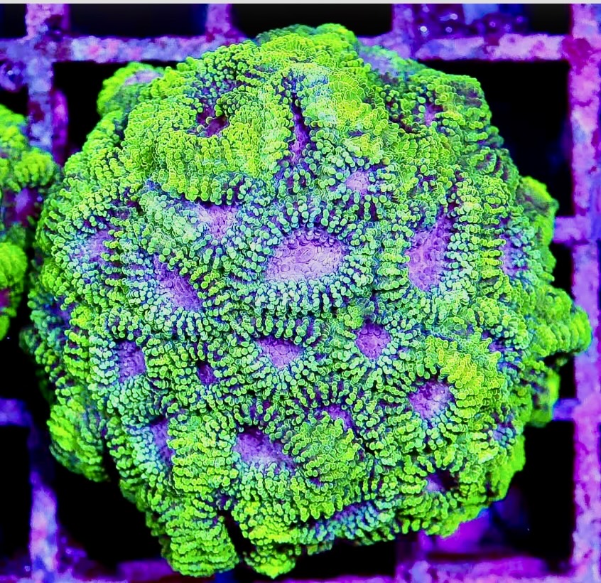 Ultra Favia Frag LG