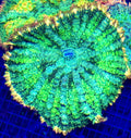 FRANKENSTEIN PINCUSHION MUSHROOM CORAL