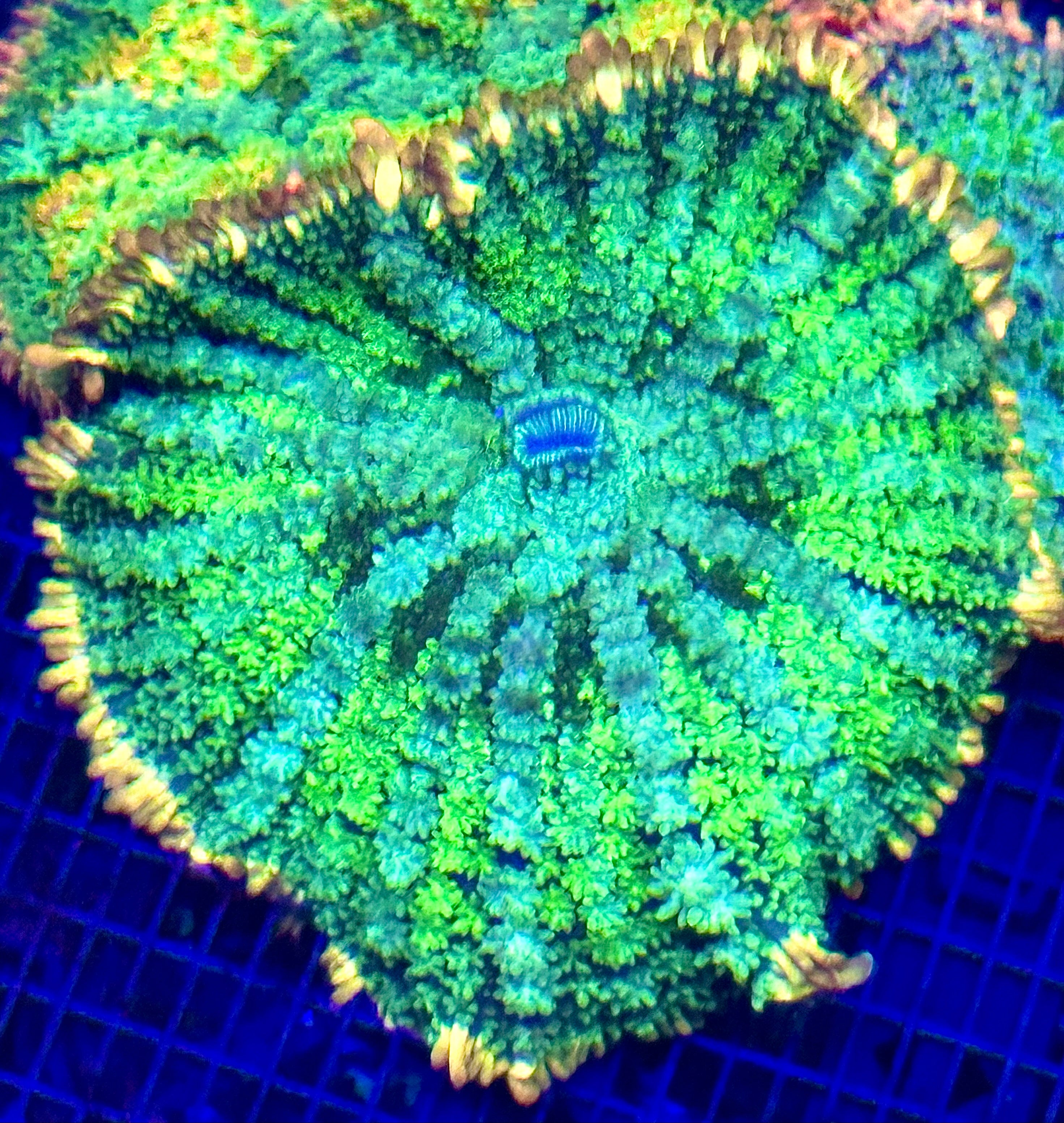 FRANKENSTEIN PINCUSHION MUSHROOM CORAL