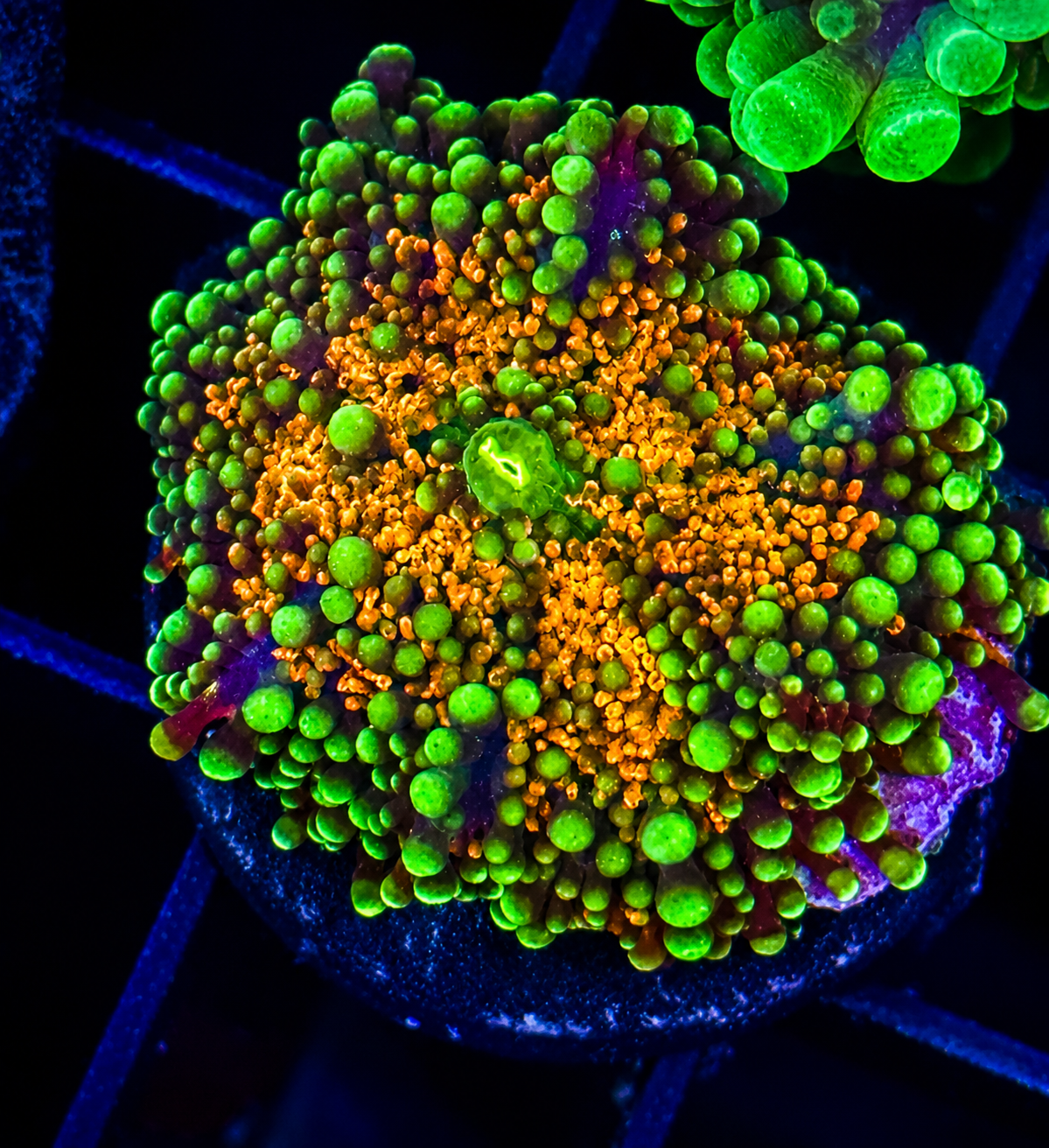 Bright Yuma Mushroom