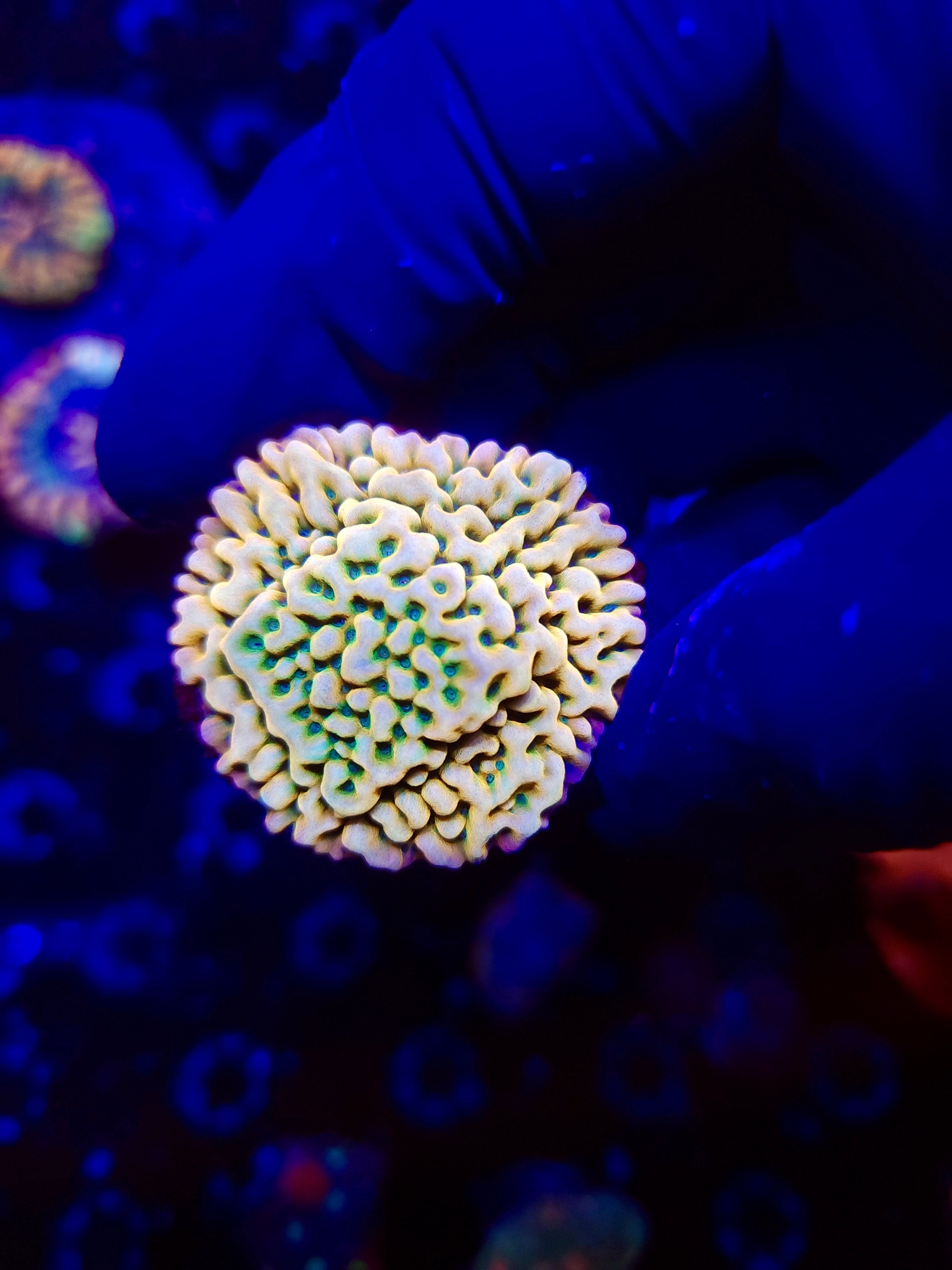 JF BEACH BUM MONTIPORA