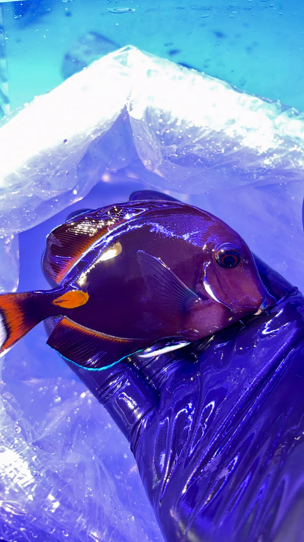 Medium Achilles Tang