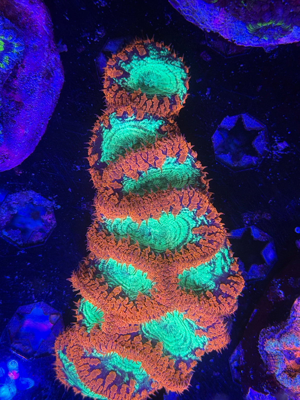 Ultra Bright Blasto Colony