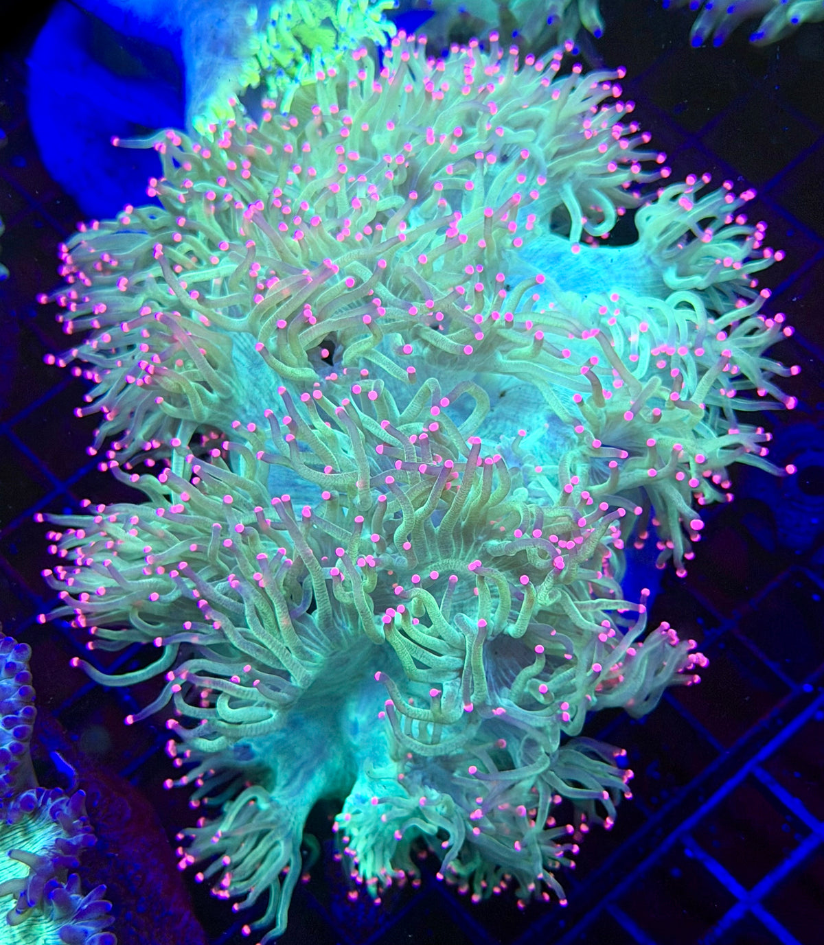 Ultra Bright Pink Tip Elegance