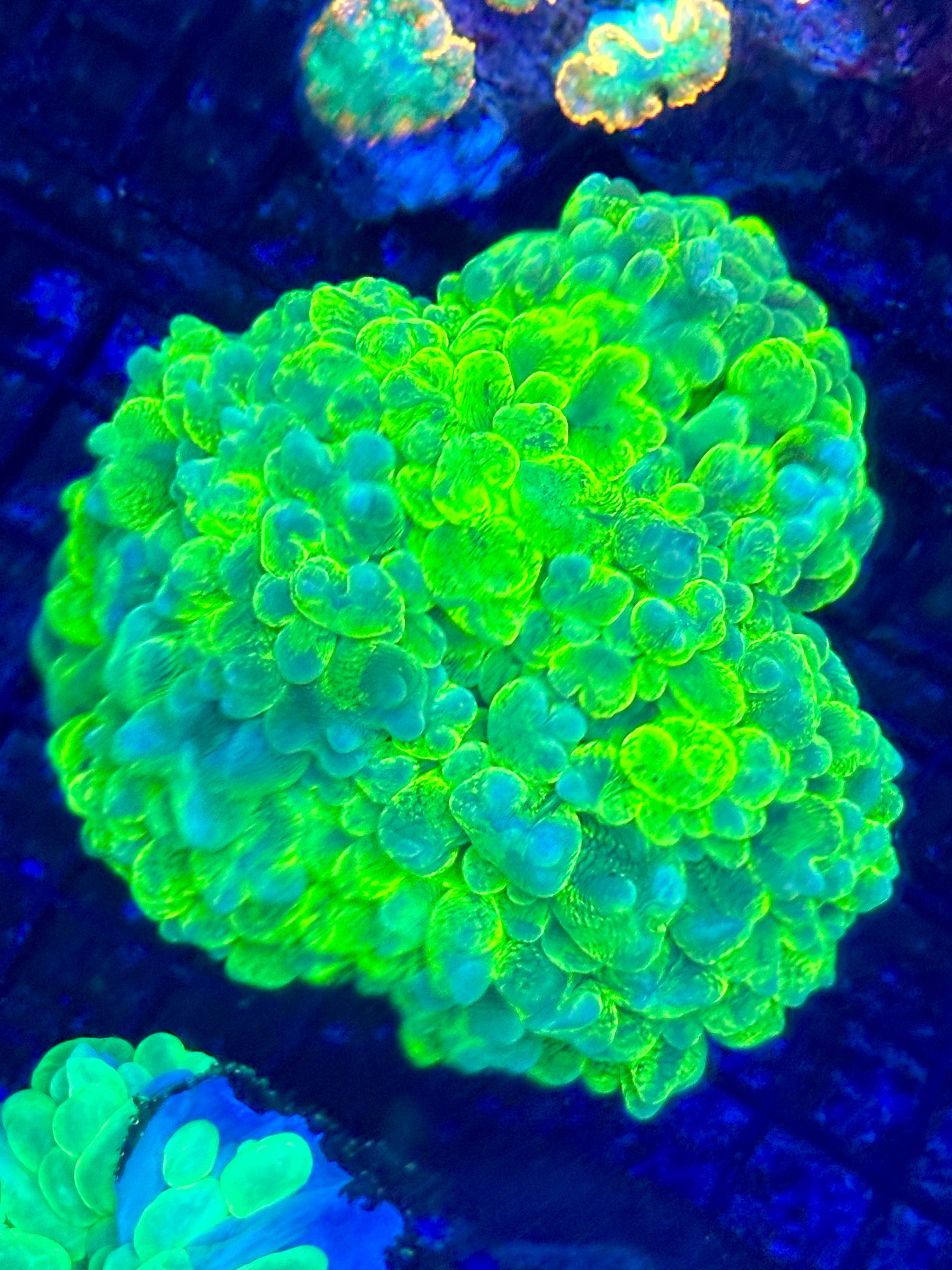 NEON GREEN SPLATTER BUBBLE CORAL