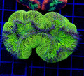Bright Neon Green Trachy