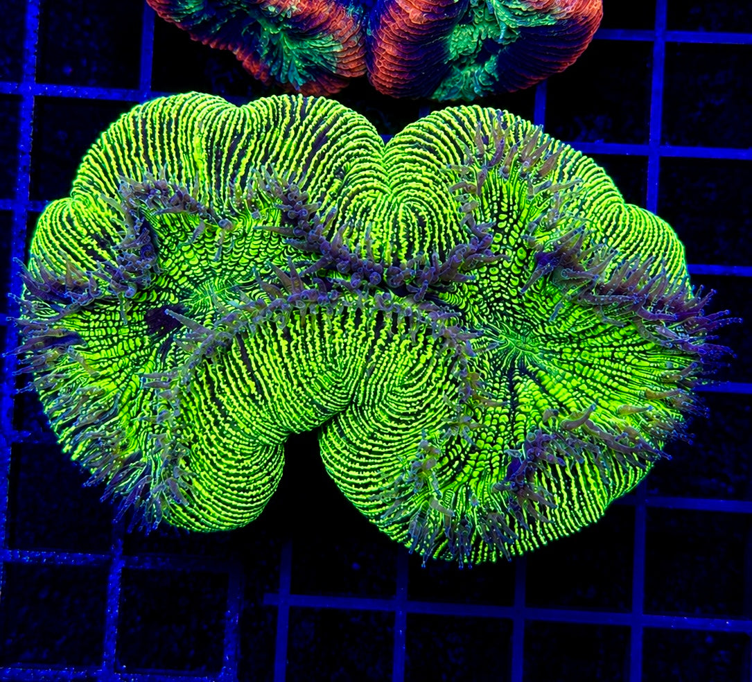 Bright Neon Green Trachy