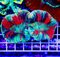 Aussie Trachyphyllia