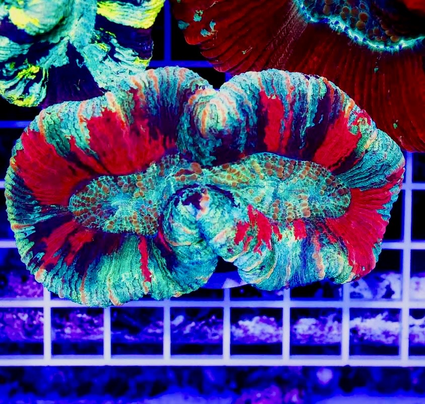 Aussie Trachyphyllia