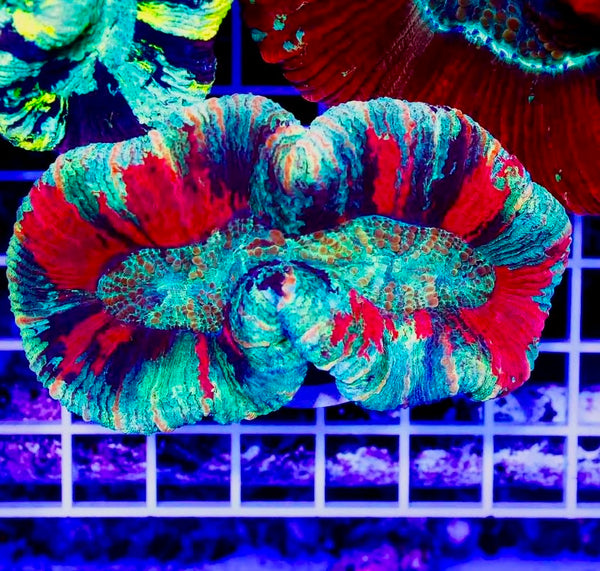 Aussie Trachyphyllia