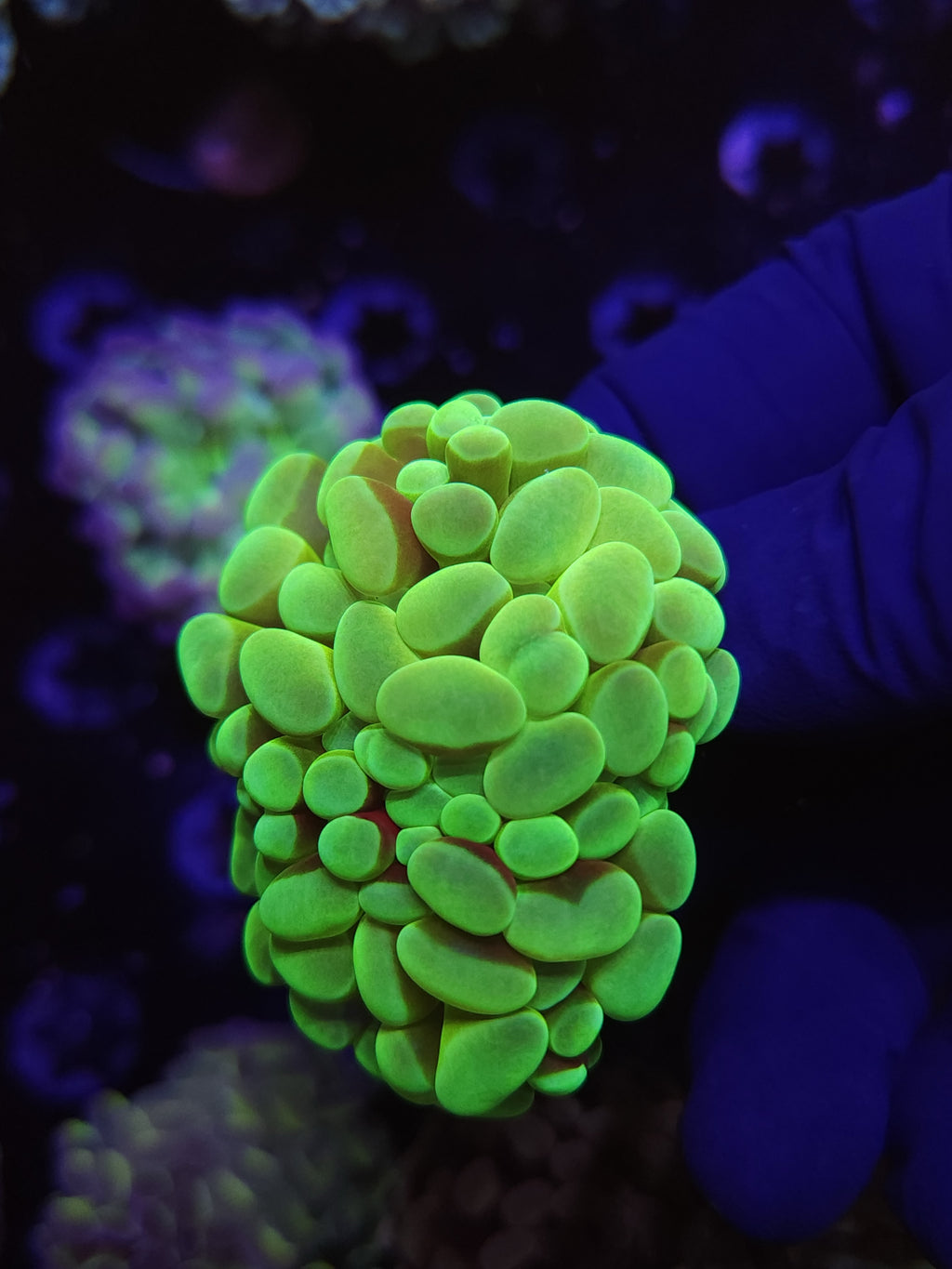 TCB Alien Egg Hammer Coral