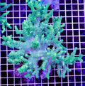 ULTRA AUSSIE NEON SINULARIA