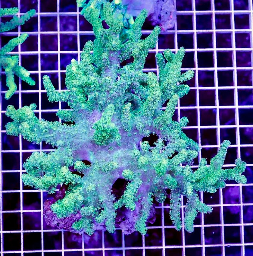 ULTRA AUSSIE NEON SINULARIA