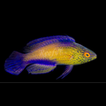 SUPER MALE RHOMBOID WRASSE