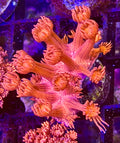 Bright Red Aussie Goni Frag