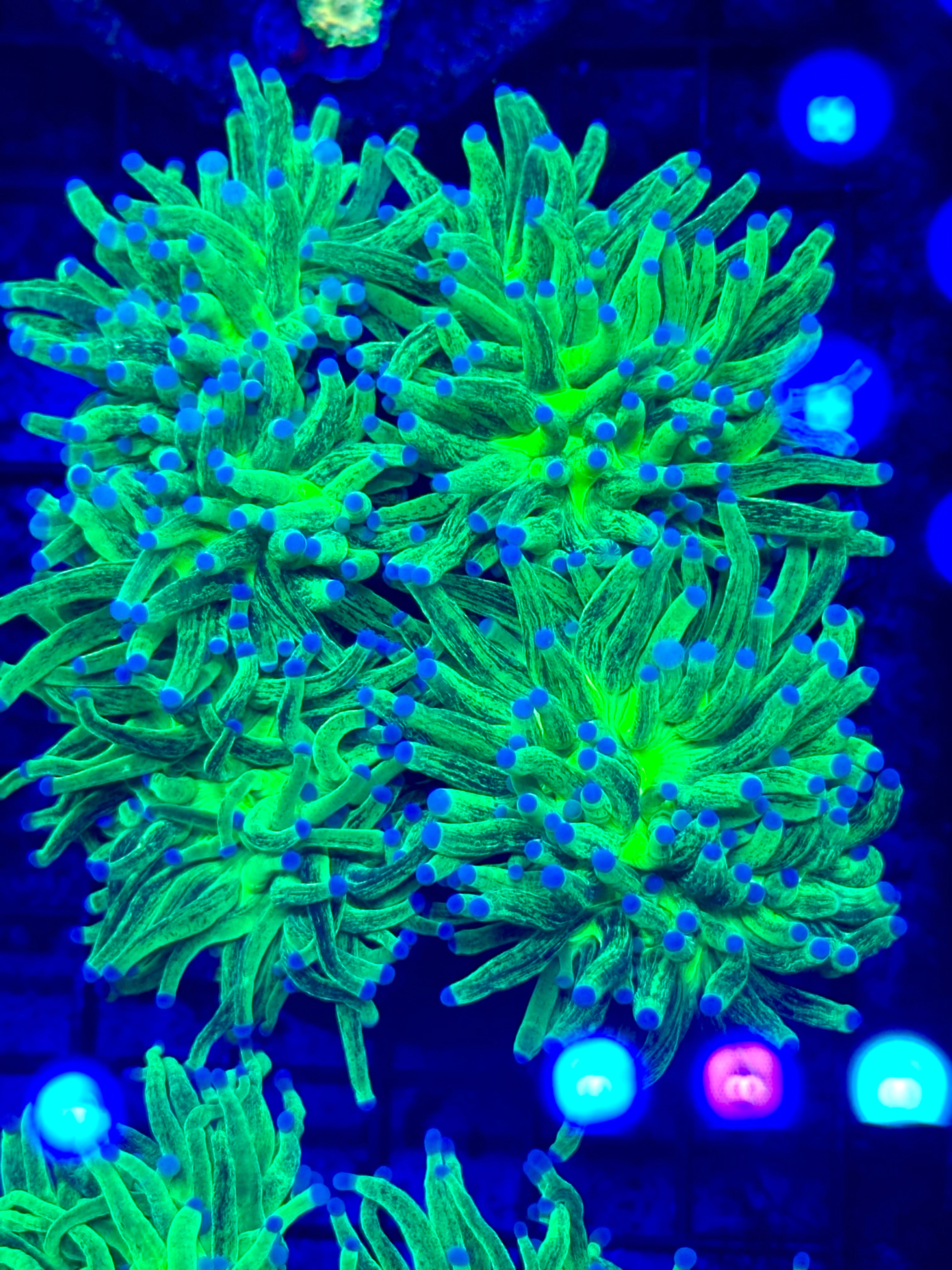 GLITTER HOLY GRAIL HG COLONY 4+ HEADS