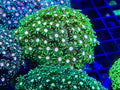 Bright Green Alveopora