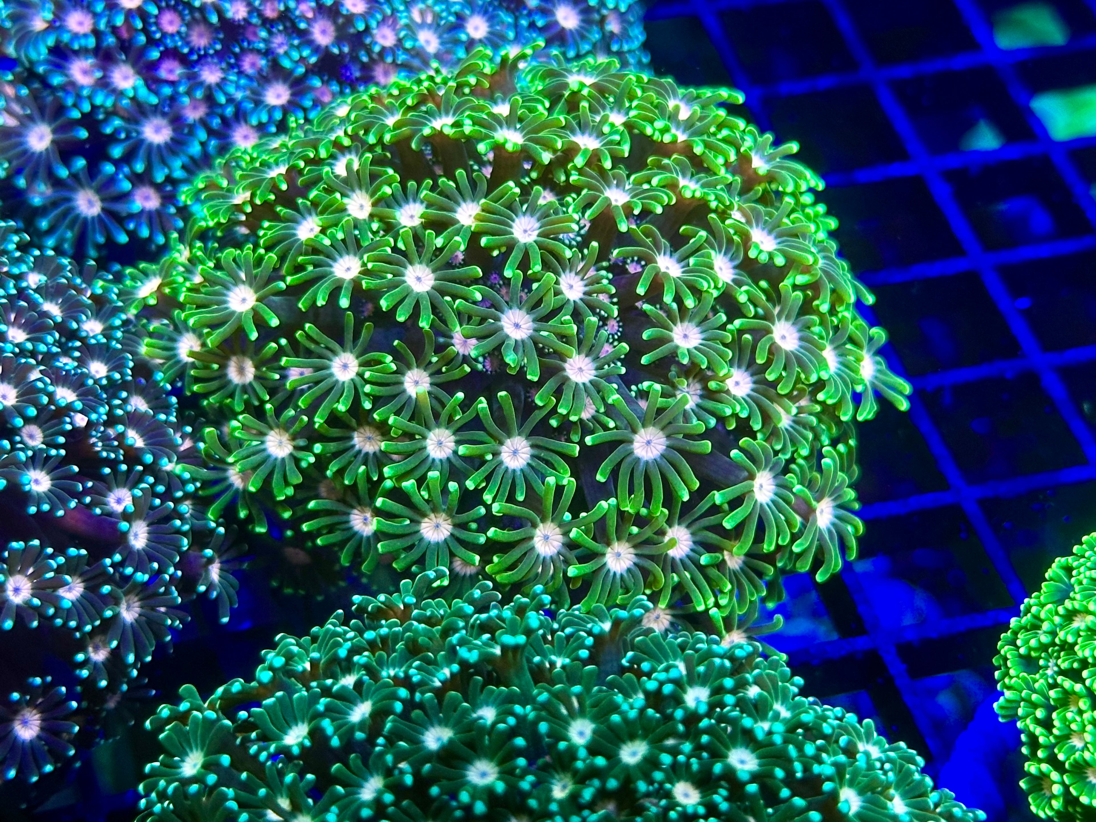 Bright Green Alveopora