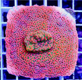 Ultra Montipora