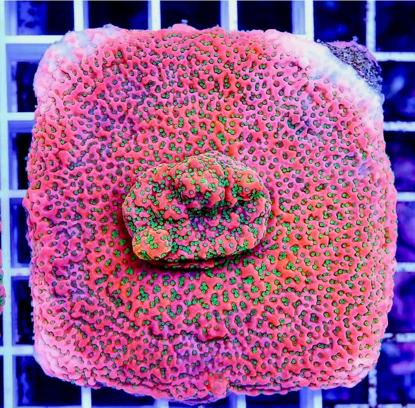 Ultra Montipora