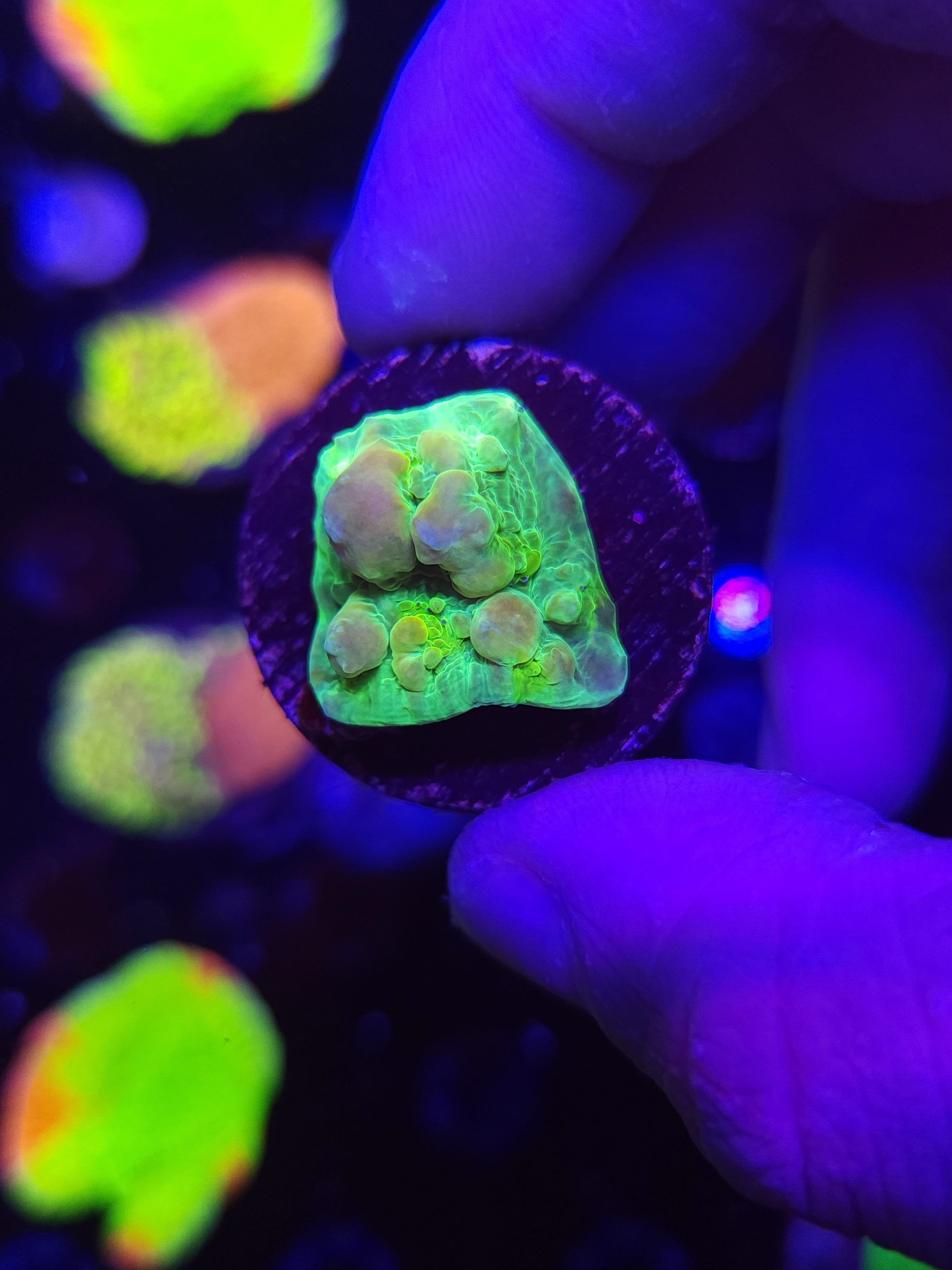 WWC Cosmic Candy Bounce Chalice