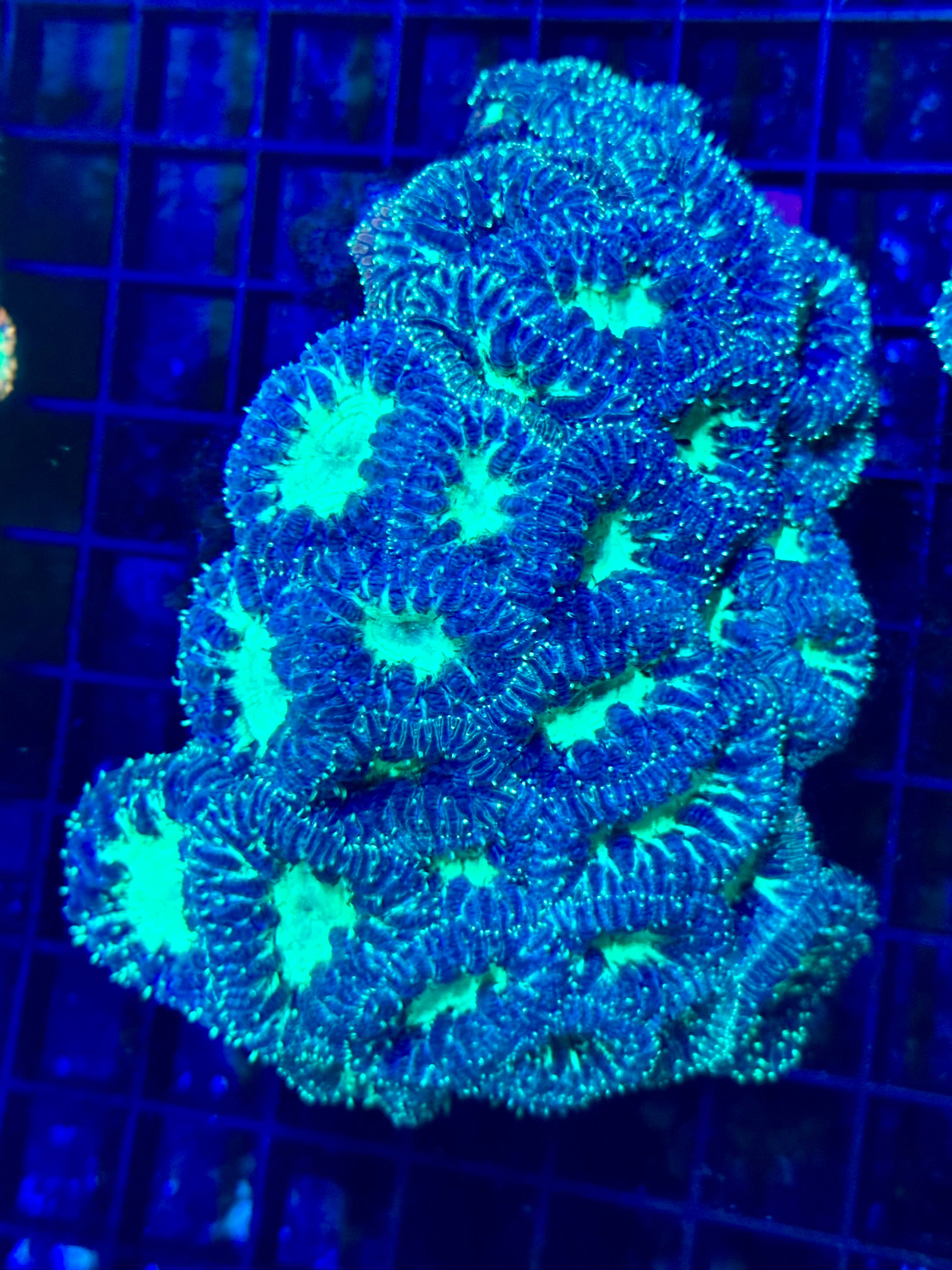 Bright Neon Green Blasto Colony