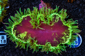 BRIGHT NEON AUSSIE BLOOD HEART ELEGANCE