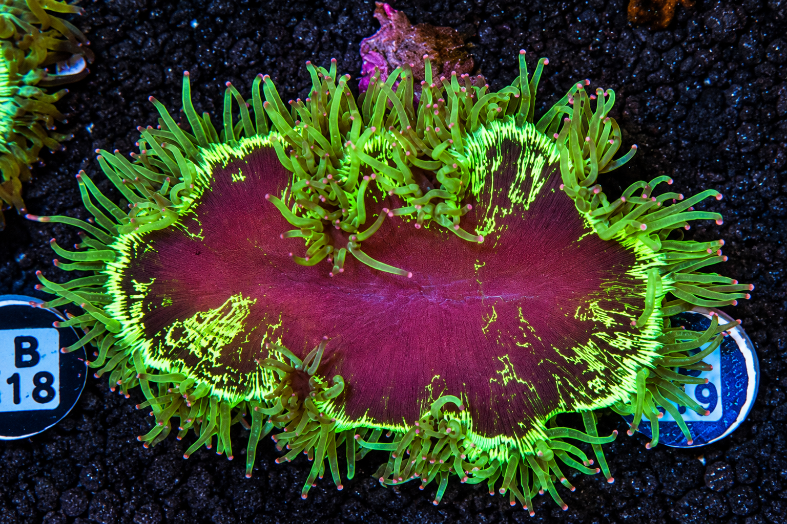 BRIGHT NEON AUSSIE BLOOD HEART ELEGANCE