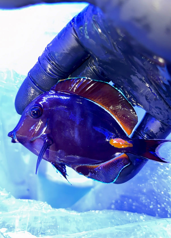 Small Achilles Tang