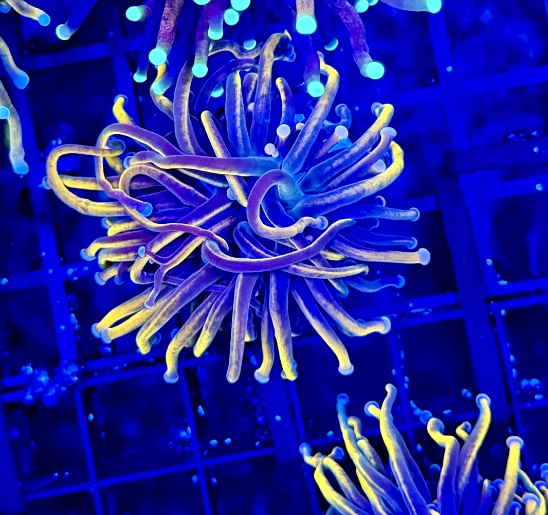 BLUE FLAME GOLD TORCH