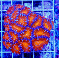 Ultra Aussie Acan Lordhowensis