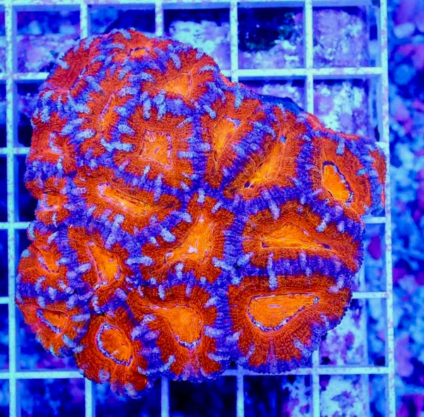 Ultra Aussie Acan Lordhowensis