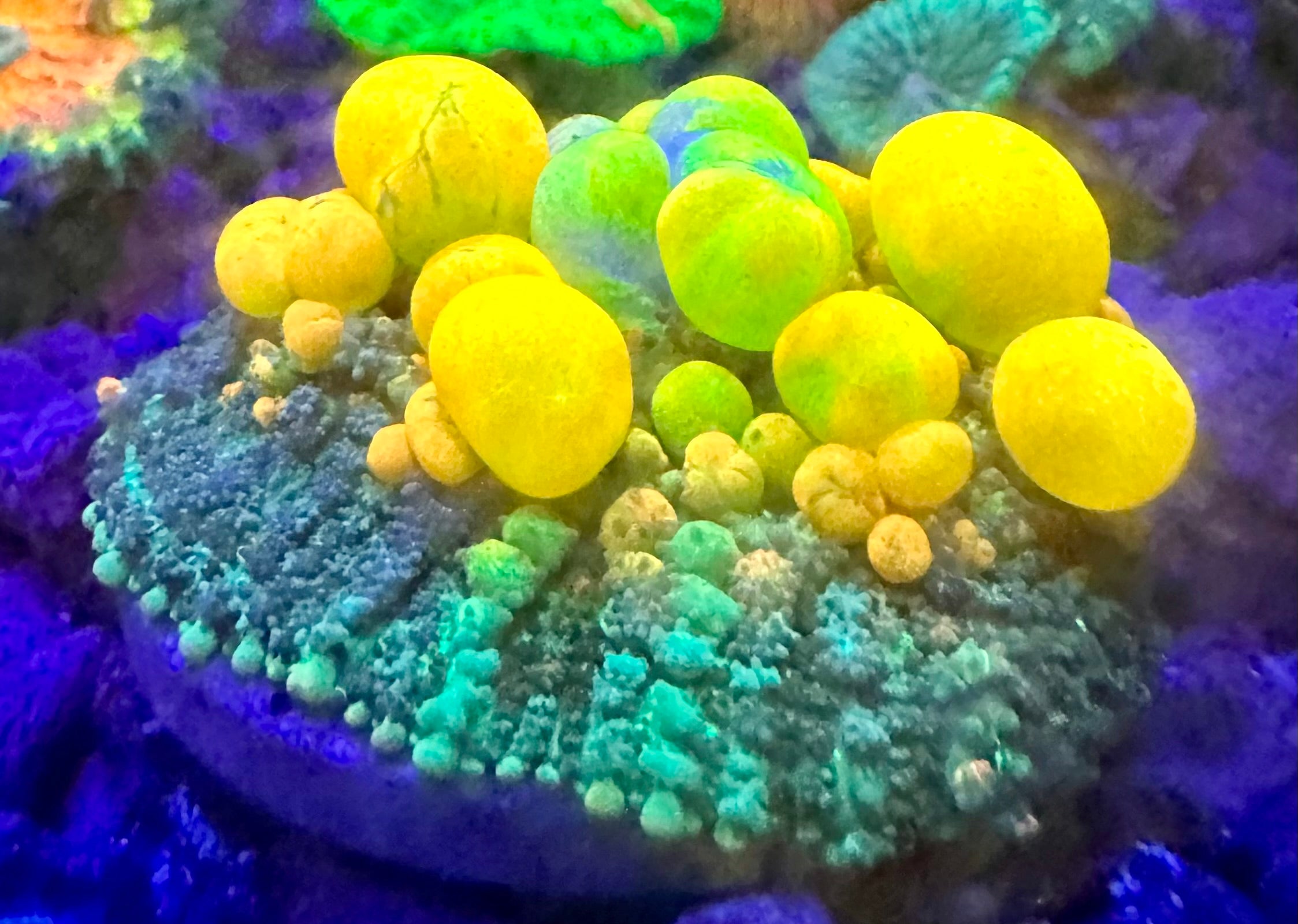 3” WWC OG BOUCE MUSHROOM