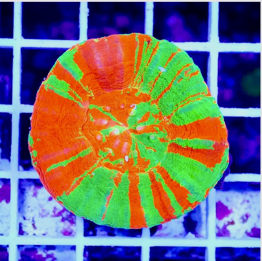 AUSSIE BLEEDING APPLE SCOLY