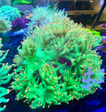 Ultra Aussie Pink Tip Elegance