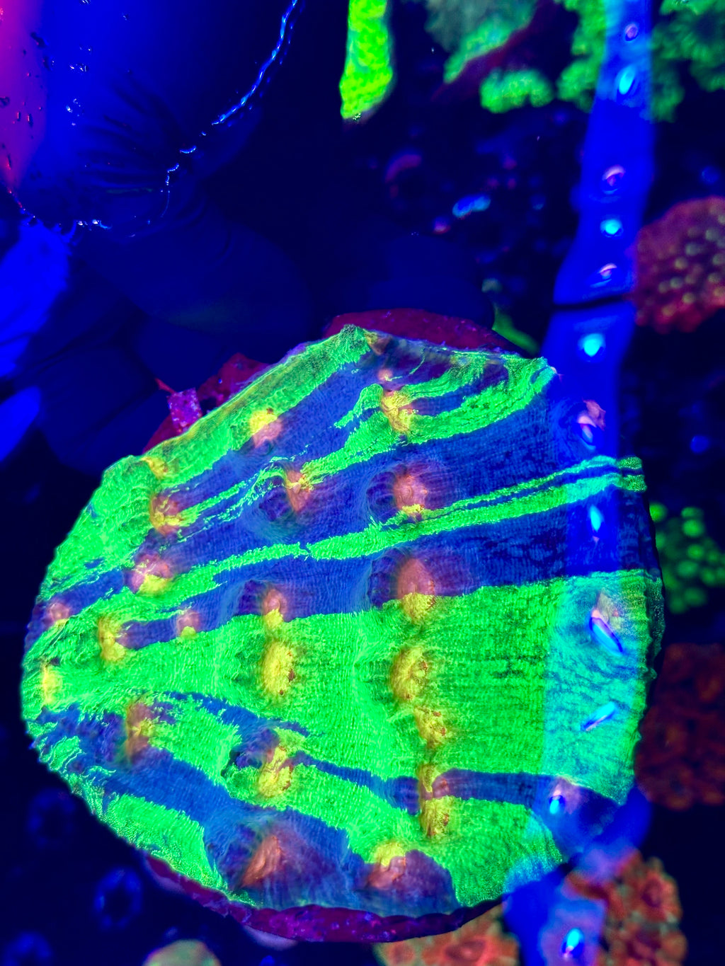 RAJA IN PAJAMAS CHALICE COLONY 6”